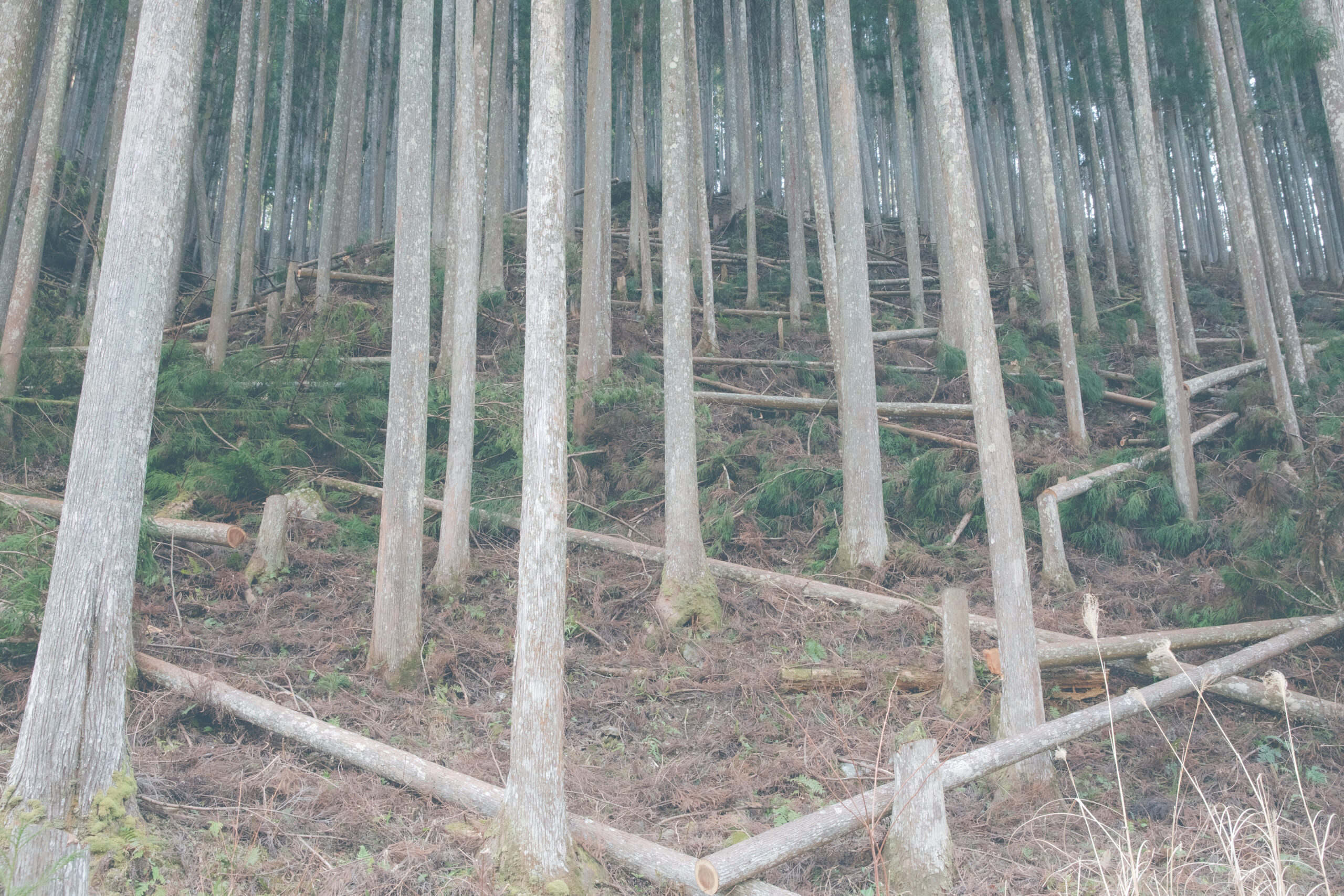 吉野林業の特徴でもある密植と多間伐
