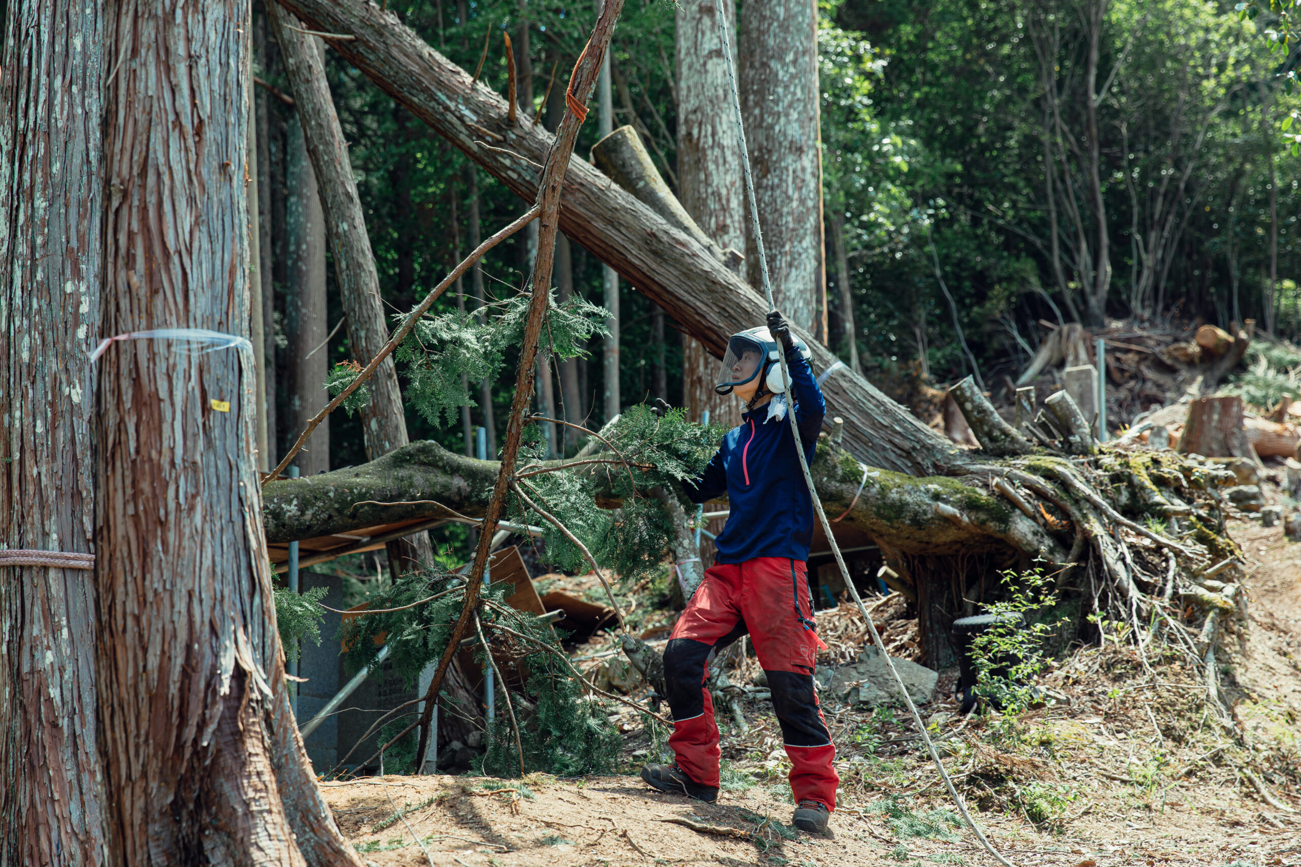 クライマーが伐った木は、ロープを使って下ろしグラウンドワーカーが受け取る。